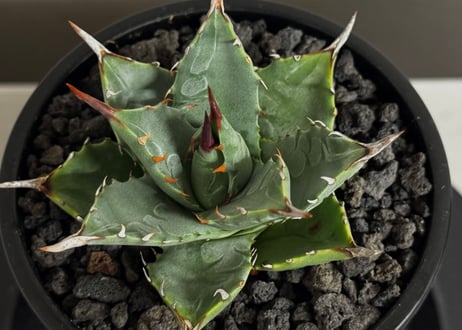 アガベ ハイブリッド・甲蟹×妖炎 (小株/実生)-002｜Agave hybrid isthmensis × utahensis var. eborispina