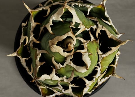 アガベ・チタノタ白鯨（ボールタイプ）中-099｜agave titanota white whale