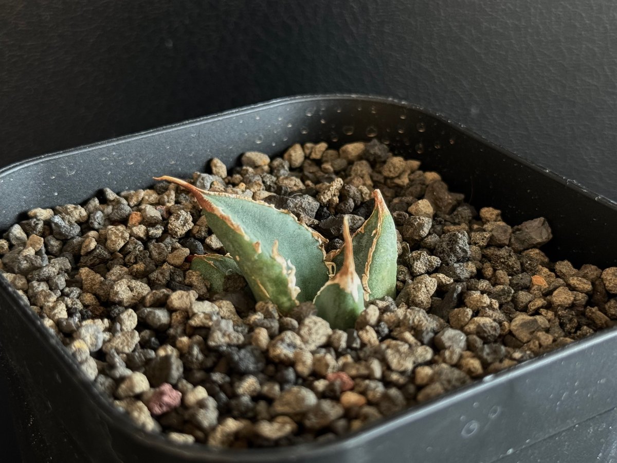 アガベ・チタノタ 繁星(芽)-018|agave titanota star‐studded アガベ・チタノタ 繁星(芽)-018|agave titanota star‐studded