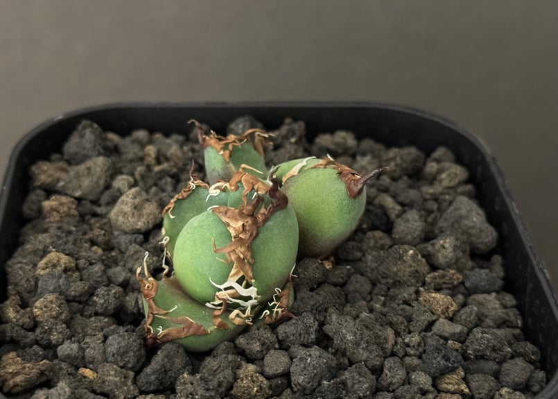 双頭】アガベ・チタノタ シーザー/CJ血統(凱撒)芽-006|agave 双頭】アガベ・チタノタ シーザー/CJ血統(凱撒)芽-006|agave