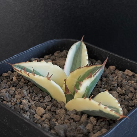 全斑 オバケ アガベチタノタ スナグルトゥース 胴切 子株 アガベ チタノタ スナグルトゥース / Agave titanota 'Snaggle