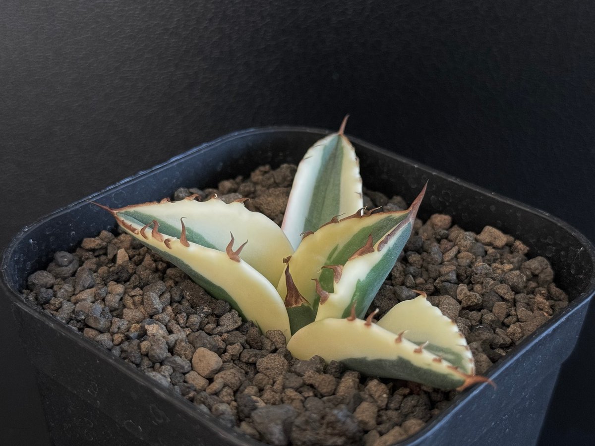 アガベ・チタノタ スナグルトゥース（芽）-005｜agave titanota snaggl...