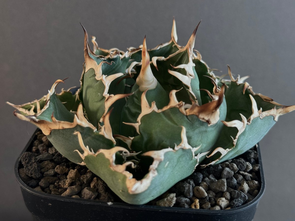 アガベ チタノタ　白鯨 植物図鑑】アガベ チタノタ（ティタノータ） 白鯨とは？希少な美