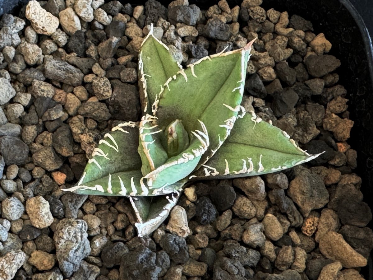 アガベ・チタノタ 流星(台湾Lize産)-001|agave titanota Meteor アガベ・チタノタ 流星(台湾Lize産)-001|agave titanota Meteor