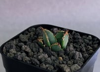 アガベ・チタノタ　清櫻(Lize血統／芽)-006｜agave titanota Queen