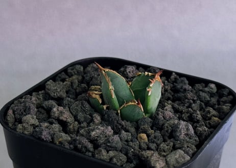 アガベ・チタノタ　清櫻(Lize血統／芽)-006｜agave titanota Queen