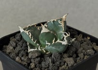 アガベ・チタノタ白鯨（ボールタイプ）中-062｜agave titanota white wh