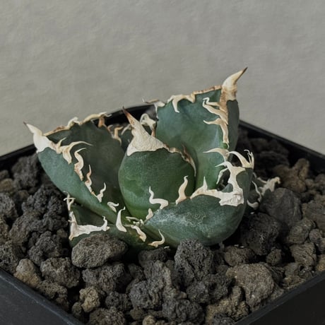 アガベチタノタ　南アフリカダイヤモンド　SAD 子株① アガベ チタノタ SAD 南アフリカダイヤモンド 子株