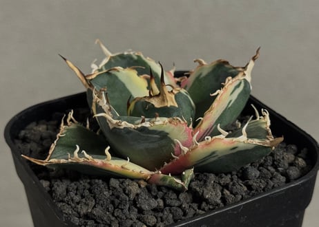 CATEGORY Titanota White whale variegated｜白鯨（斑入り