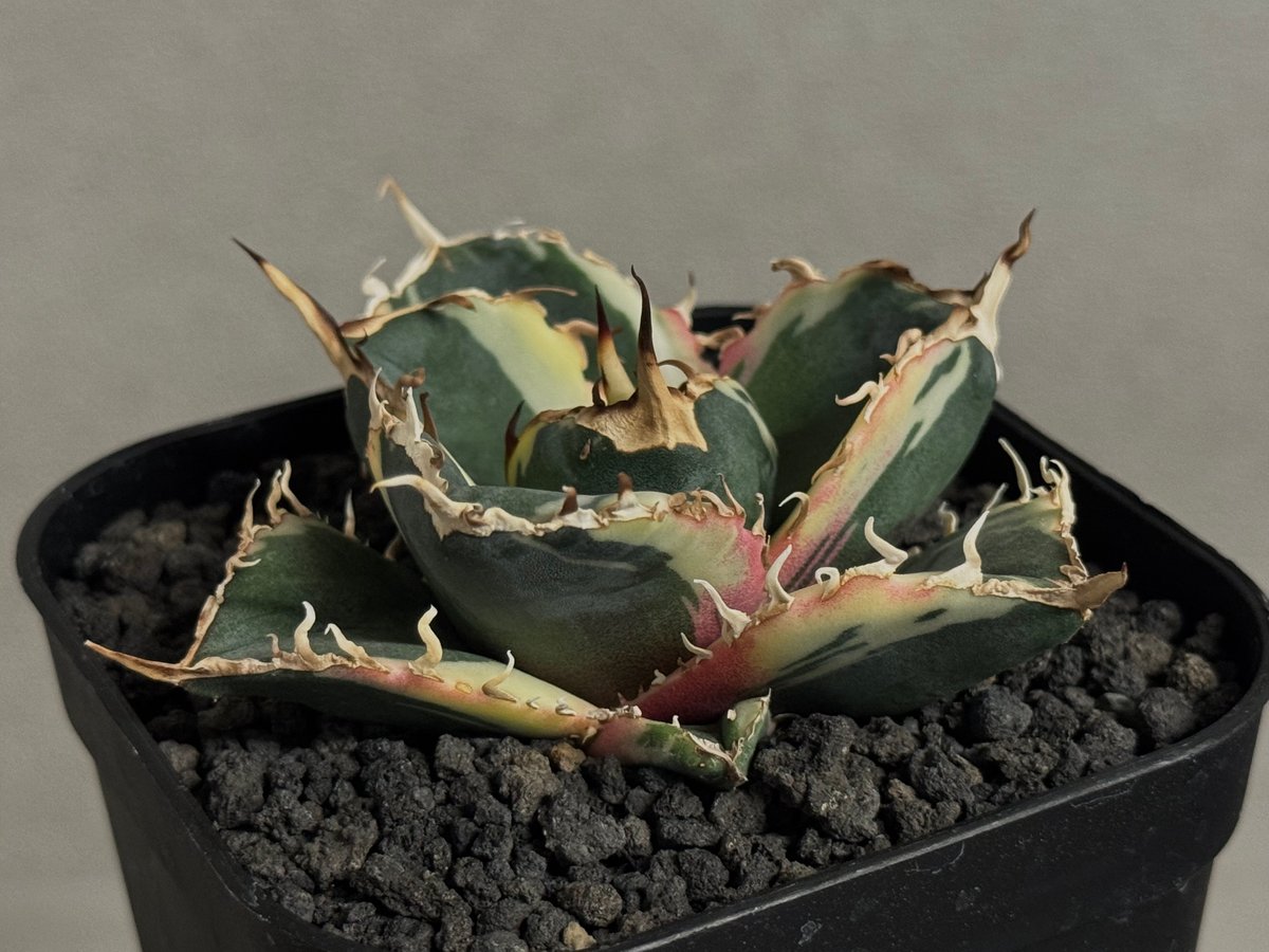 アガベ・チタノタ白鯨（覆輪）芽-008｜agave titanota white whale