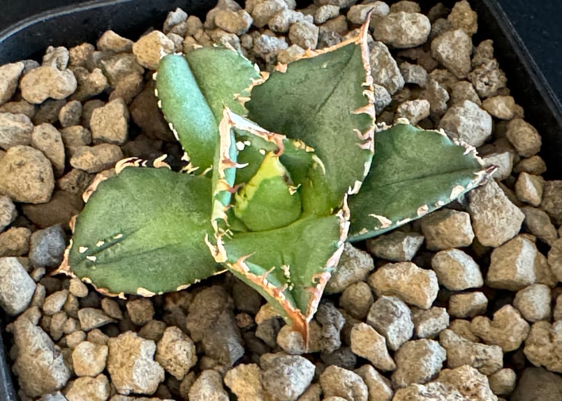 アガベ・チタノタ 鰐亀(芽)-014|agave titanota alligator sna アガベ・チタノタ 鰐亀(芽)-014|agave titanota alligator sna