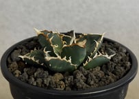 ◆厳選◆アガベ・チタノタ 狼人（小株）-041｜agave titanota were wolf