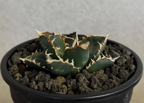 ◆厳選◆アガベ・チタノタ 狼人（小株）-041｜agave titanota were wolf