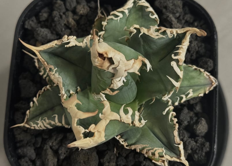 アガベ・チタノタ 白幽霊（芽）-007｜agave titanota white ghost