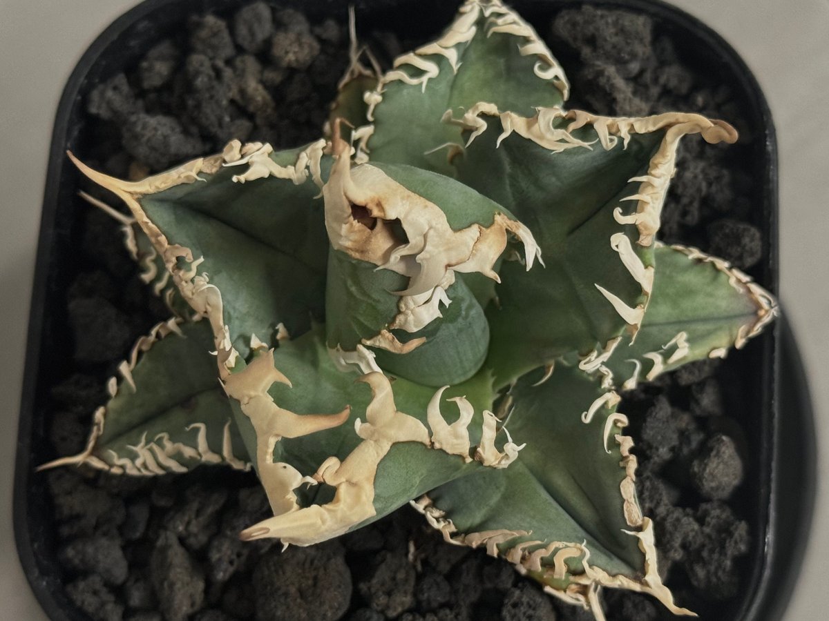 アガベ 白幽霊 子株 (台湾ゴジラ) つ*く様 アガベ 白幽霊 台湾ゴジラ 子株 Yahoo!オークション