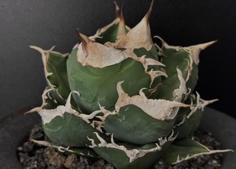 アガベ・チタノタ 立可白/SAD(芽）-054｜agave titanota south african diamond