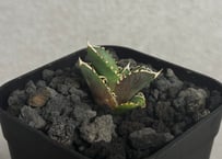 アガベ・チタノタ 白犀牛（芽）-004｜Titanota white rhino | Plus
