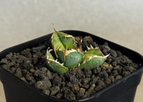 アガベ・チタノタ 皇冠(台湾Lize産)-006｜agave titanota Crown |