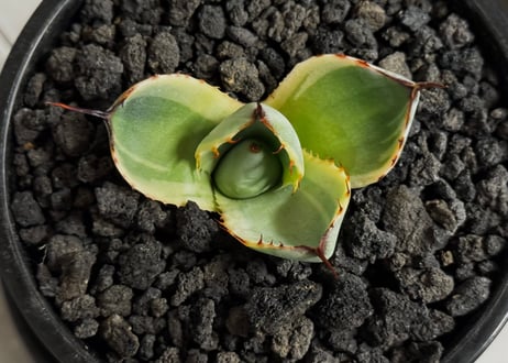 アガベ・パリー（オリザバ）｜（芽）-001｜ agave parryi var. truncata Orizaba