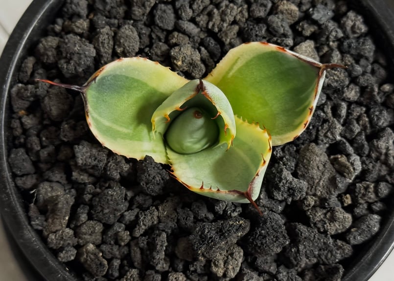 アガベ・パリー（オリザバ）｜（芽）-001｜ agave parryi var. trunca