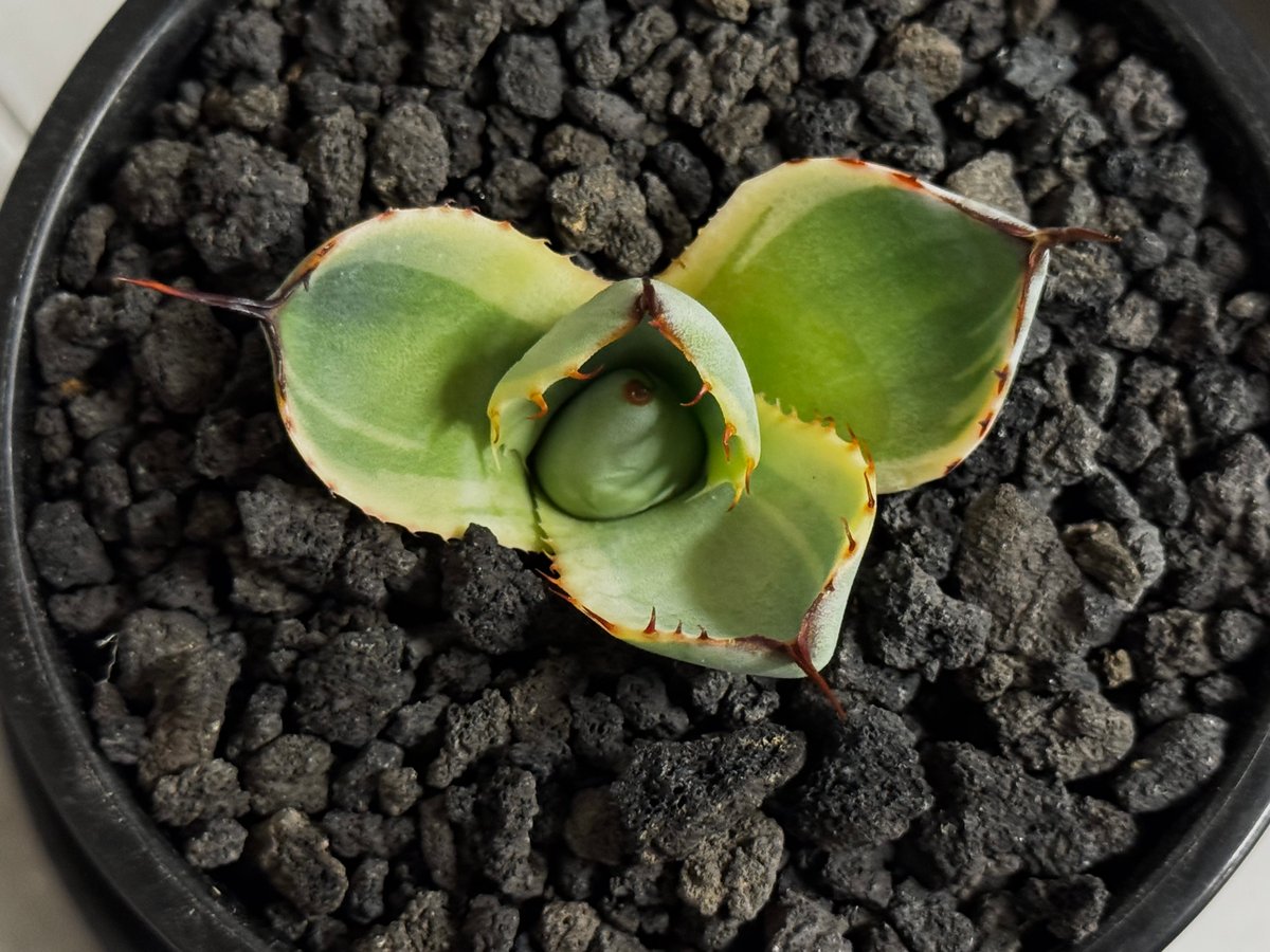 アガベ・パリー（オリザバ）｜（芽）-001｜ agave parryi var. trunca