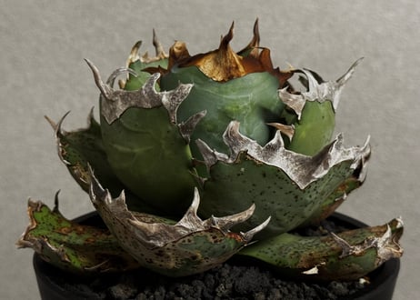 アガベ・チタノタ　阿修羅-020｜Agave titanota ashura