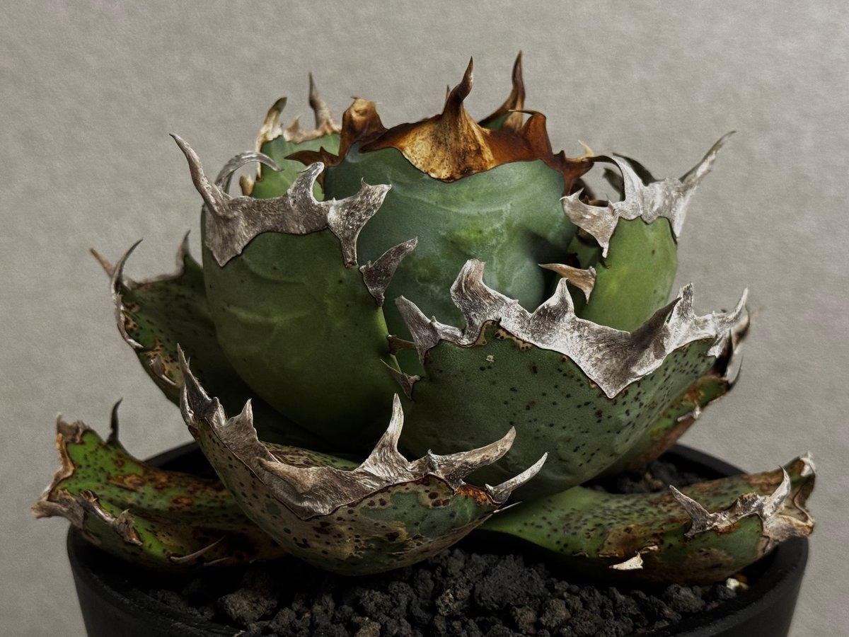 アガベ・チタノタ 阿修羅-020｜Agave titanota ashura | Plus_P