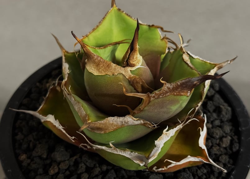 アガベ・チタノタ 黒豹（小株）-062｜agave titanota black panthe