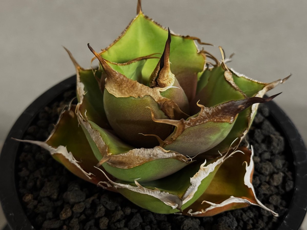 アガベ・チタノタ 黒豹（小株）-062｜agave titanota black panthe