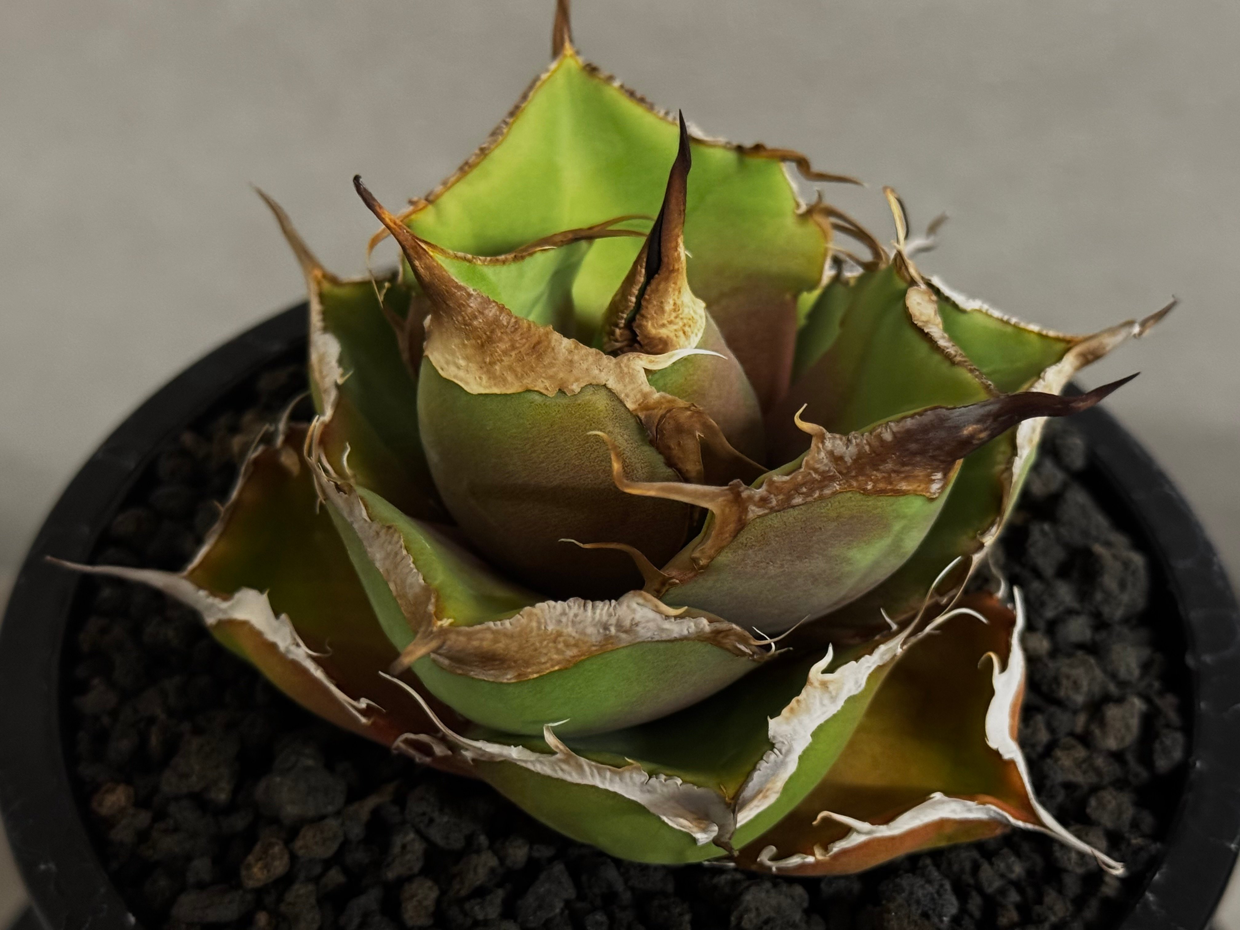 アガベ・チタノタ 黒豹（小株）-062｜agave titanota black panthe