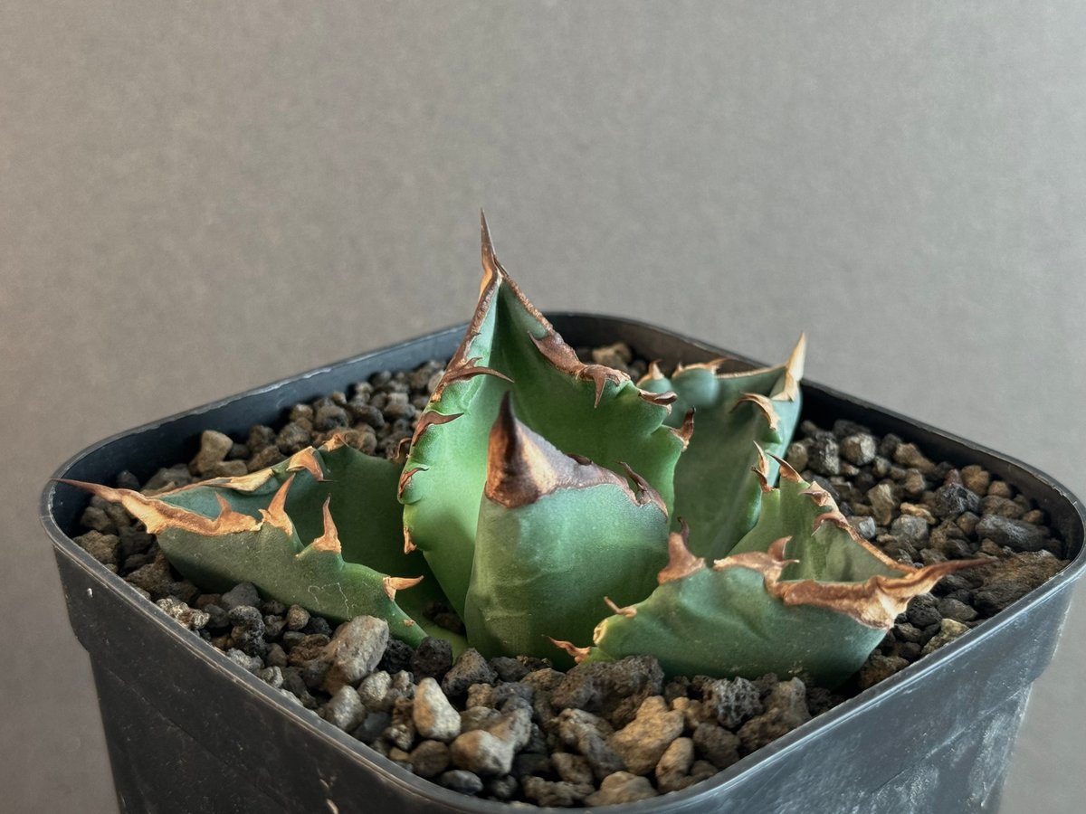 台湾アガベ berlin産 チタノタ オテロイ WF /悪魔 清櫻 台湾ゴジラ