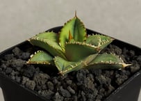 アガベ・チタノタ 巨歯鯊(芽)-003｜agave titanota megalodon |