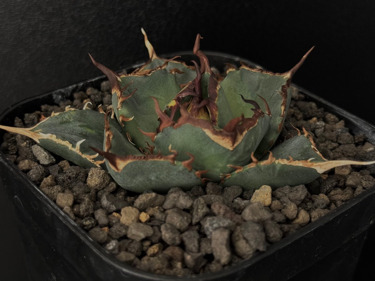 アガベ・チタノタ LQH_木（芽）003｜agave titanota jupiter | P