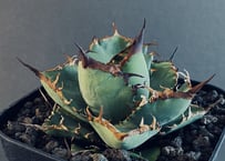 【鉢付き】黒犀牛　アガベチタノタ Amazon｜アガベ チタノタ 黒犀牛/Agave titanota 'Black Rhino