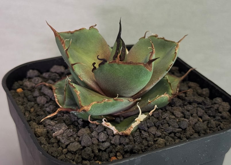 アガベ・チタノタ 黒豹（芽）-058｜agave titanota black panther