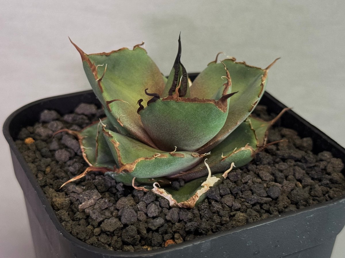 アガベ・チタノタ 黒豹（芽）-058｜agave titanota black panther