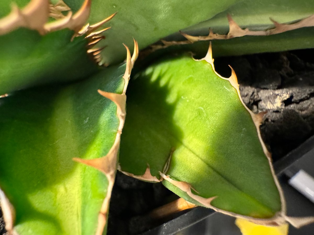 アガベ 萬代厳竜（Agave titanota × lophantha） 萬代厳龍 チタノタ x