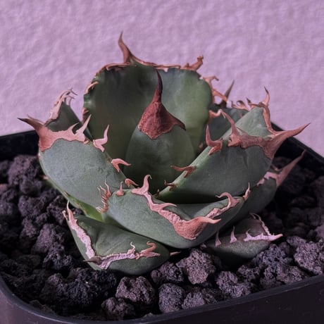 Agave チタノタ白妖 アガベ チタノタ 