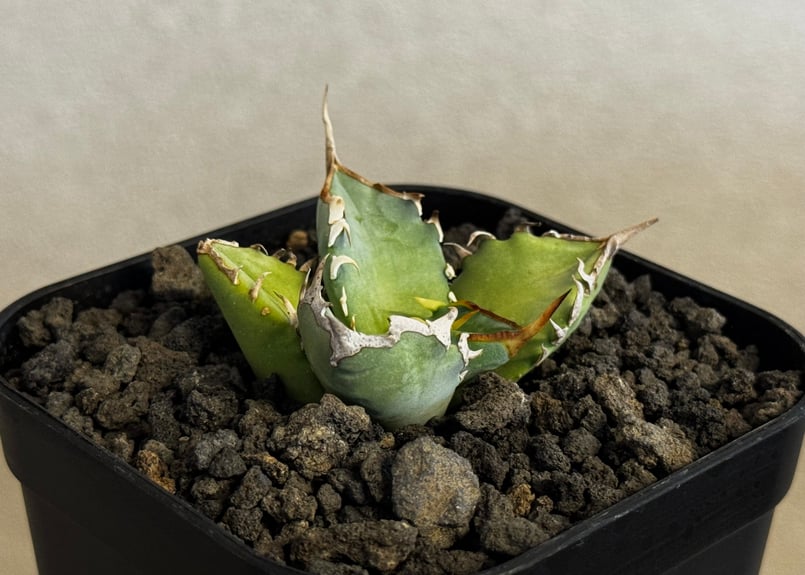 アガベ・チタノタ 阿修羅(芽)-019｜Agave titanota ashura | Plu