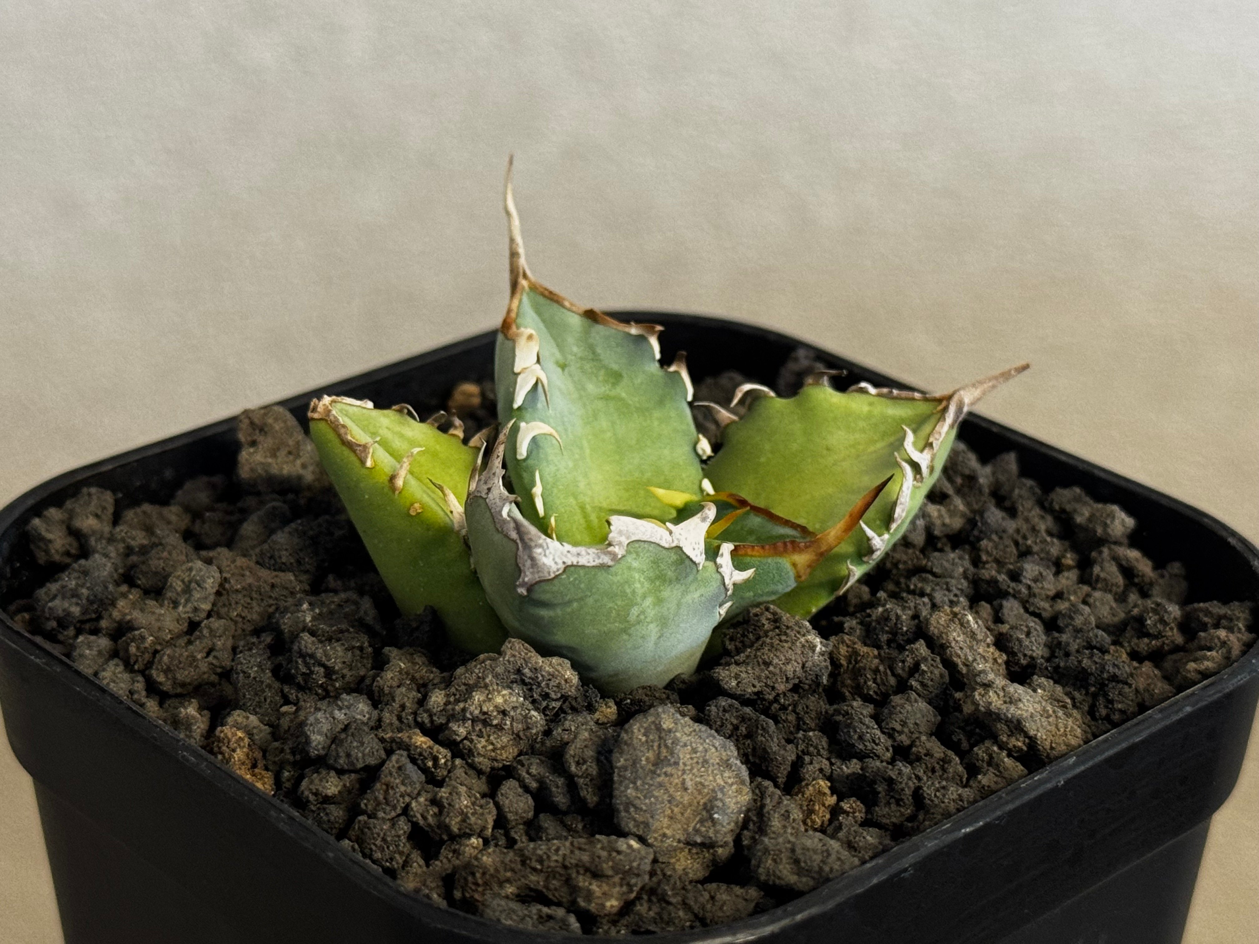 アガベ・チタノタ 阿修羅(芽)-019｜Agave titanota ashura | Plu