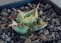 アガベ・チタノタ 圓葉拇指(フィリグリー)_ボールタイプ-002｜agave