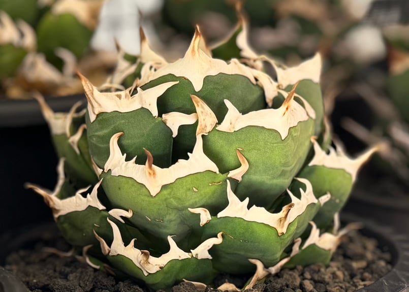 アガベ・チタノタ 鬼爪※注 (芽)-005|agave titanota Mean Strea アガベ・チタノタ 鬼爪※注 (芽)-005|agave titanota Mean Strea