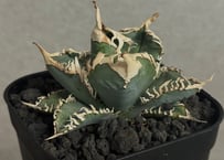 アガベ・チタノタ 蚩尤（芽）-003｜agave titanota chiyou | Plus