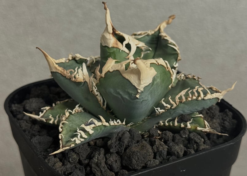 速達すー アガべ チタノタ 白幽霊‼️+鰐亀 アガベ・チタノタ 白幽霊（芽）-007｜agave titanota white ghost