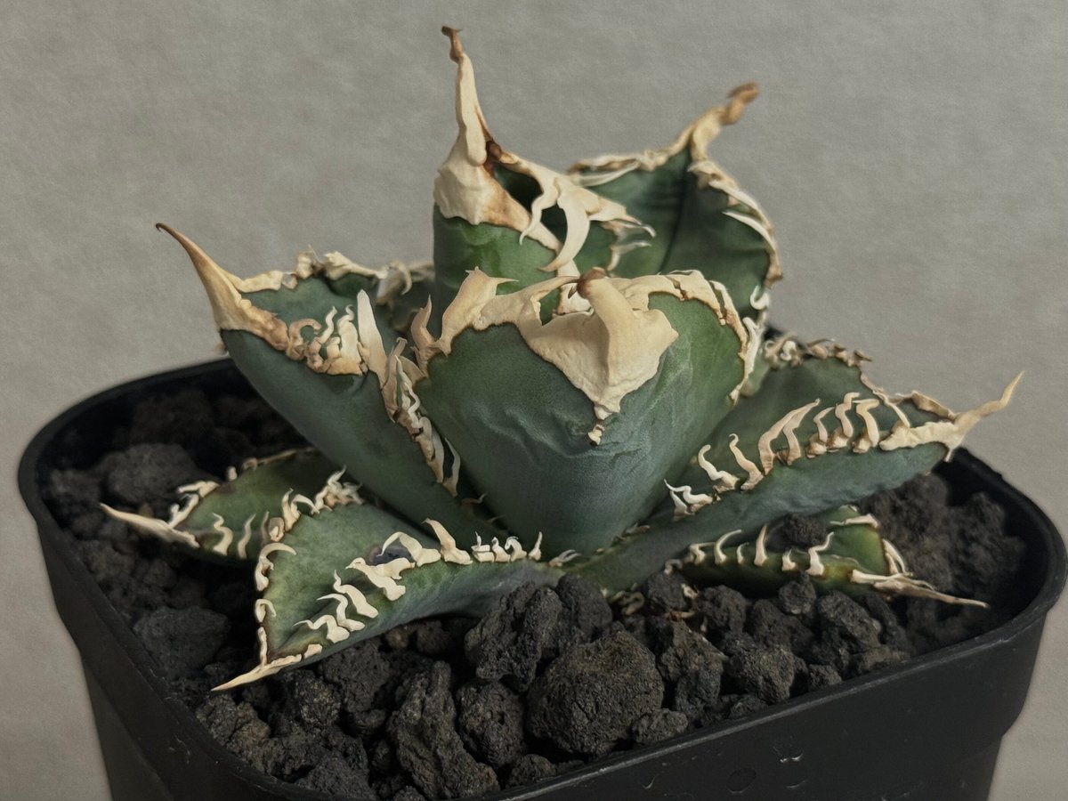 つ*く様 アガベ 白幽霊 台湾ゴジラ 子株 アガベ 白幽霊 子株 (台湾ゴジラ)