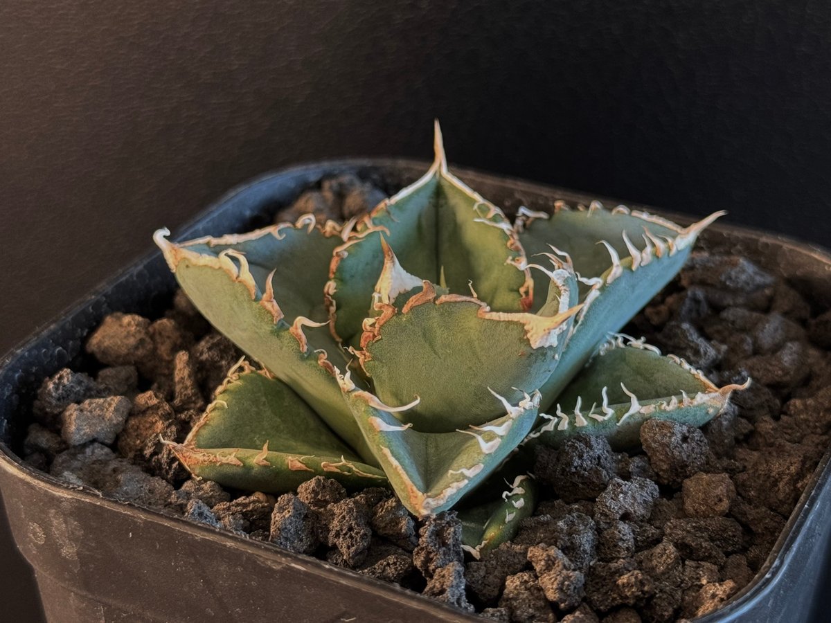 アガベ・チタノタ 繁星（芽）-061｜agave titanota star‐studded