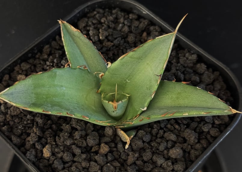 アガベ・チタノタ インフェルノ(芽)-001｜agave titanota inferno |