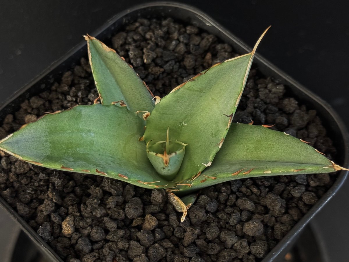 アガベ・チタノタ インフェルノ(芽)-001｜agave titanota inferno |