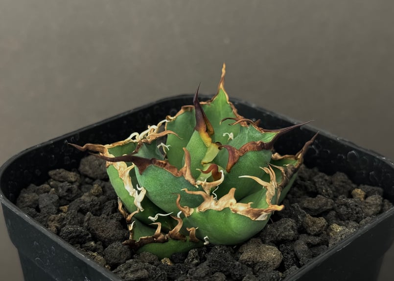 アガベ・チタノタ シーザー/CJ血統（凱撒）芽-009｜agave titanota caes