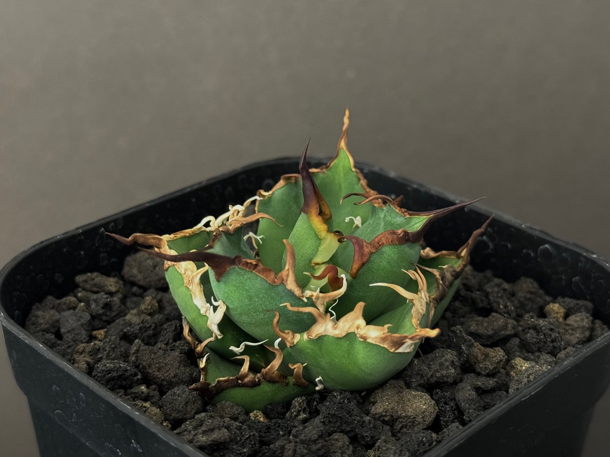 アガベ・チタノタ シーザー/CJ血統(凱撒)芽-009|agave アガベ・チタノタ シーザー/CJ血統(凱撒)芽-009|agave